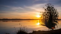 Majestic peacock displaying colorful plumage at golden sunset by tranquil lake with dramatic sky reflection creating stunning silhouette for nature photography.