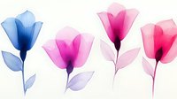 Delicate watercolor flowers in pink and blue tones with translucent petals and leaves on white background, isolated floral elements for creative design projects.