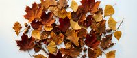 Colorful autumn leaves collection in warm orange, red, yellow and brown tones scattered on white background. Natural fall foliage for seasonal designs.