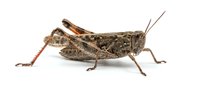 Grasshopper insect isolated on white background, side view of brown cricket with detailed legs and antennae for nature and wildlife design.