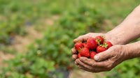 Farmer's hands holding fresh ripe strawberries in field during harvest season. Organic fruit picking and agricultural production concept.