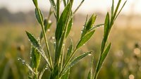 Fresh green grass blades with morning dew drops in soft golden sunlight creating natural bokeh background for organic farming and agriculture concepts.
