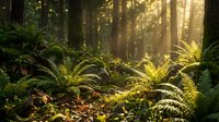 Sunlit forest floor with lush ferns and moss-covered vegetation beneath tall trees, creating a serene woodland atmosphere. Use for nature, environmental, and outdoor design projects.