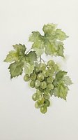 Watercolor grape cluster with green leaves on light background, botanical illustration for wine labels, kitchen decor and culinary designs.