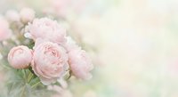 Soft pink peonies in dreamy pastel garden setting with gentle bokeh background for romantic wedding invitations and feminine spring decor projects.