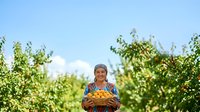 Woman farmer holding fresh harvested potatoes in vegetable garden during sunny day, agriculture and organic farming concept for agricultural business and food production.