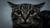 Adorable tabby kitten with striking blue eyes and striped fur pattern looking directly at camera against soft gray background for pet photography.