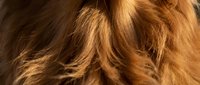 Close-up of long, flowing golden-brown hair with warm highlights and natural texture, suitable for beauty, haircare, and wellness marketing materials.