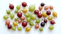Assorted gooseberries in various ripeness stages arranged on white background, displaying red, green, yellow and dark purple berries for food and culinary design projects.