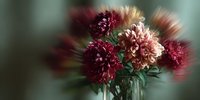 Dreamy bouquet of burgundy and pink dahlias in glass vase with soft focus effect creating romantic atmosphere for floral design.