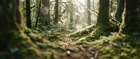 Lush forest path with moss-covered trees and dappled sunlight filtering through dense canopy, suitable for nature, travel, and environmental design projects.