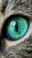 Close-up of a feline eye with striking green iris and vertical pupil, surrounded by detailed fur texture. Perfect for wildlife and animal photography projects.