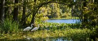 Wading bird hunting in shallow wetland waters beneath overhanging trees with lush green foliage and reflections, suitable for nature, wildlife, and environmental design projects.