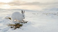 Arctic hare in white winter coat foraging on snowy tundra landscape during golden hour light with mountains in background for wildlife and nature content.