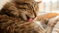 Tabby cat grooming itself with tongue out, close-up of feline self-care and hygiene behavior on soft fabric background.