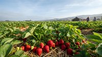 Fresh red radishes growing in organic farm field with green leaves under blue sky. Agricultural workers harvesting root vegetables in rural countryside landscape.