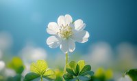 Delicate white wood anemone flower blooming in spring garden against soft turquoise background with green clover leaves creating natural bokeh effect.