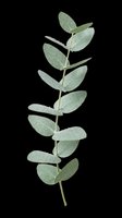 Eucalyptus branch with oval green leaves isolated on transparent background, ready for t-shirt design, clipart, stickers, sublimation and print-on-demand projects.