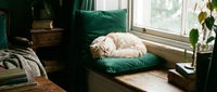 Fluffy white cat sleeping curled up on a green velvet cushion by a sunlit window in a cozy vintage home interior.