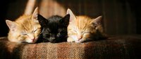 Three adorable kittens sleeping peacefully on textured fabric in warm sunlight. Orange tabby and black cats resting together indoors.