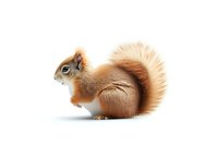 Red squirrel with fluffy tail isolated on white background, side view of wild forest animal in natural pose showing detailed fur texture and distinctive features.