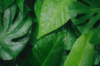 Fresh tropical leaves with water drops in dark green tones create natural pattern. Monstera and palm foliage with morning dew for nature backgrounds.