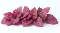 Pink decorative leaves with delicate golden veining arranged in elegant cluster on white background, isolated botanical design element for creative projects.