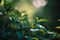 Fresh green leaves with morning dew drops in soft natural light creating peaceful botanical background for wellness and nature concepts.