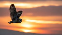 Majestic owl soaring through golden sunset sky with spread wings against warm orange and purple clouds creating dramatic silhouette for nature photography.