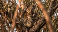 Adorable koala bear resting peacefully in eucalyptus tree branches during golden hour sunlight. Native marsupial wildlife in natural habitat for conservation awareness.
