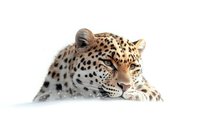 Majestic leopard with spotted fur resting on white background, showcasing detailed facial features and alert eyes for wildlife conservation awareness.