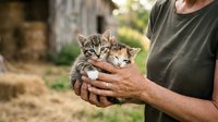 Person holding two tabby kittens in arms outdoors, showing affection and care for young domestic cats in natural daylight setting.