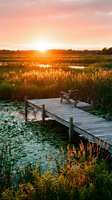 Wooden dock extending over tranquil wetland pond at golden hour sunset with warm orange sky and lush marsh grasses creating peaceful nature scene.