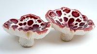Red spotted mushrooms with white stems on light background, artistic nature composition showing detailed texture and pattern of fantasy fungi species.