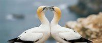 Two northern gannets in romantic courtship display touching beaks on coastal cliff. Seabirds mating ritual behavior in natural wildlife habitat.