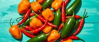 Fresh colorful hot chili peppers mix of red orange and green varieties on turquoise wooden background for spicy cooking and culinary recipes.