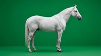 White horse standing in profile on green background isolated for equestrian design projects and animal photography concepts.
