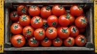 Fresh ripe red tomatoes with green stems arranged in rustic wooden crate, top view. Natural organic produce showing vibrant color and texture.