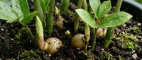 Young potato plants sprouting from seed potatoes in rich dark soil with green shoots and leaves emerging from garden bed.