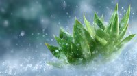 Green succulent plant with water drops and splashes on blurred blue background, creating fresh dynamic composition with bokeh effect and morning dew atmosphere.