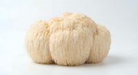 Fresh lion's mane mushroom with white cascading spines isolated on white background for culinary and health supplement applications.