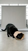 Black cat playing with paper bag in studio with gray backdrop, curious pet exploring crinkly toy for entertainment and enrichment.