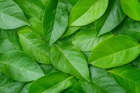 Fresh green leaves creating natural pattern background, vibrant foliage texture with overlapping organic shapes for environmental and nature concepts.