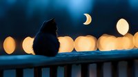 Black cat silhouette sitting on railing against blurred city lights and crescent moon at night, creating magical atmospheric scene with bokeh effect in blue tones.
