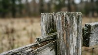 Weathered wooden fence posts with peeling bark and moss in rural countryside setting with blurred natural background for rustic farm and agricultural themes.