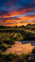 Vineyard landscape at golden hour with dramatic orange and purple sunset sky, rolling hills, grapevines on trellises, and wildflowers in foreground. Perfect for wine industry, agriculture, and travel marketing.