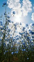 Blue flax flowers blooming in field against bright sky with fluffy white clouds, low angle view capturing natural summer meadow landscape for nature photography.