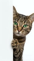 Adorable tabby cat with bright green eyes peeking from behind white wall corner, playful domestic pet portrait isolated on clean background.