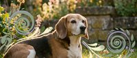 Senior brown and white dog resting outdoors among flowering plants and stone wall, suitable for pet care, veterinary, and animal wellness content.