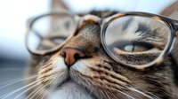Close up view of tabby cat nose and whiskers wearing trendy eyeglasses against blurred background, showing curious and intellectual feline expression.